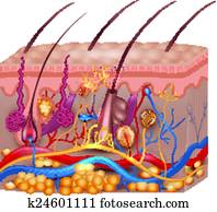 Skin anatomy. Detailed medical illustration, beautiful bright colors. Skin anatomy. Detailed medical illustration, beautiful bright colors.