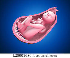 Baby in womb Baby in womb