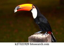 Breakfast with Toucan