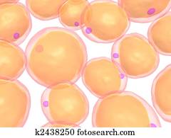 fat cells fat cells