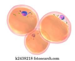 fat cells fat cells