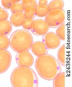 fat cells fat cells