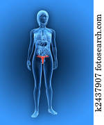 Female uterus Stock Illustration | k2271165 | Fotosearch