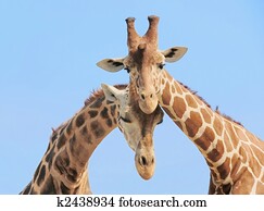 girafa, par, apaixonadas