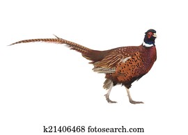 pheasant pheasant