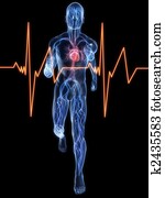 ג'וגר, -, מערכת של כלי דם