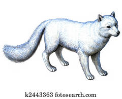 Animal Arctic Fox Animal Arctic Fox