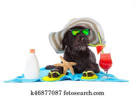 Black mutt dog posing with colorful cocktail. Black mutt dog posing with colorful cocktail.
