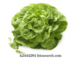 Butterhead lettuce Butterhead lettuce