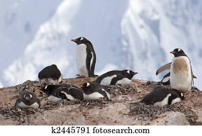 Gentoo penguins