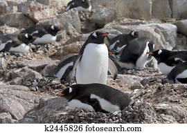 Gentoo penguins