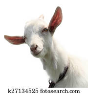 Goat Goat