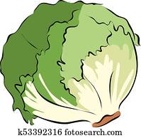 Hand drawn green lettuce Hand drawn green lettuce