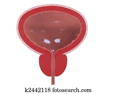 healthy bladder healthy bladder