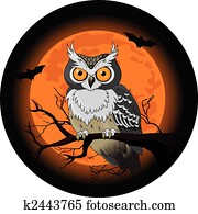 Owl night Owl night