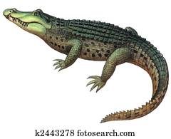 Crocodiles Illustrations | Our Top 1000+ Crocodiles Stock Art | Fotosearch
