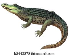 Reptile Crocodile Reptile Crocodile