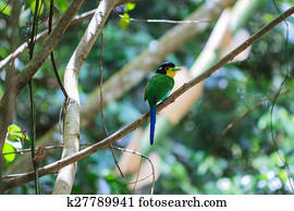 colorful bird long tailed broadbill on tree branch