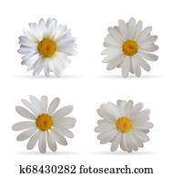 Colorful Naturalistic Beautiful 3D Chamomile Set. Organic Cosmet Colorful Naturalistic Beautiful 3D Chamomile Set. Organic Cosmet