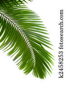Leaves of palm tree 