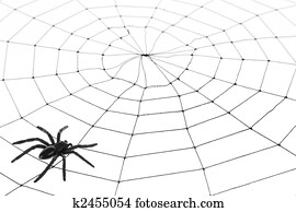 Spider Web Spider Web