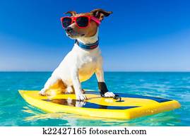 surfer dog surfer dog