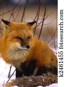 Beautiful Red Fox Beautiful Red Fox