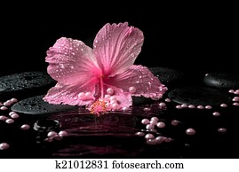 Beautiful spa setting of delicate pink hibiscus, zen stones with