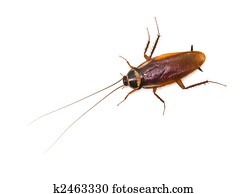 isolado, barata, branco, fundo