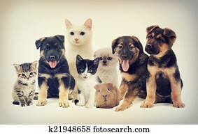 set pets set pets
