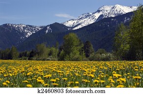 Yellow Flower Farm Snow Mountain Countryside Montana Yellow Flower Farm Snow Mountain Countryside Montana