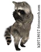 アライグマ イラスト K Fotosearch