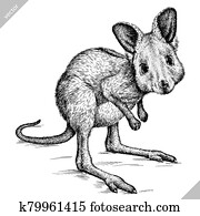 black and white engrave isolated kangaroo vector illustration black and white engrave isolated kangaroo vector illustration