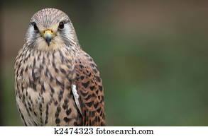 Common kestrel