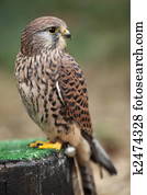 Common kestrel