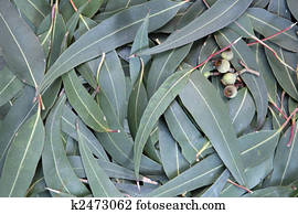 Eucalyptus Leaf Background