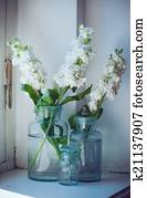 matthiola flowers matthiola flowers