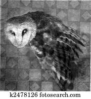 Owl Owl