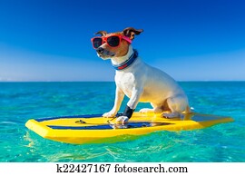surfer dog surfer dog