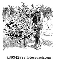 Vintage illustration, man take care of a young peach tree in the orchard Vintage illustration, man take care of a young peach tree in the orchard