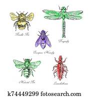 Bumble Bee, European Hoverfly, Dragonfly, Hlalactid Bee, and Lice Vintage Collection Bumble Bee, European Hoverfly, Dragonfly, Hlalactid Bee, and Lice Vintage Collection