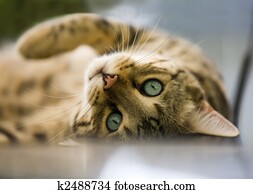 Cat - Bengal cat Cat - Bengal cat