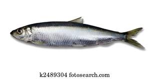 Fish - Herring - Isolated