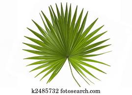 Palm Leaf