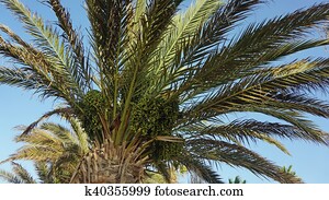 palm tree palm tree