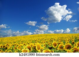 sunflower field sunflower field