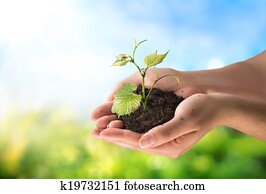 חקלאות, concept,, קטן, שתול