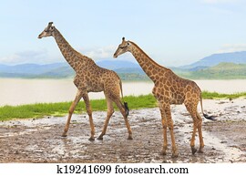 Giraffe Giraffe