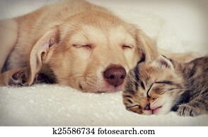 puppy and kitten puppy and kitten