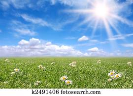 Serene Sunny Field Meadow in Spring Serene Sunny Field Meadow in Spring
